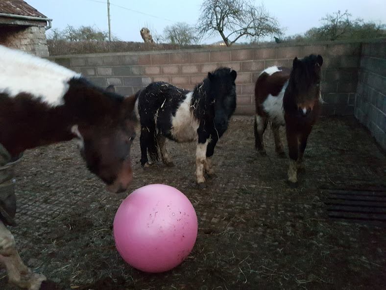 painted horse well being Paintedhorse Equine Therapy Glastonbury lake Environment Enrichment