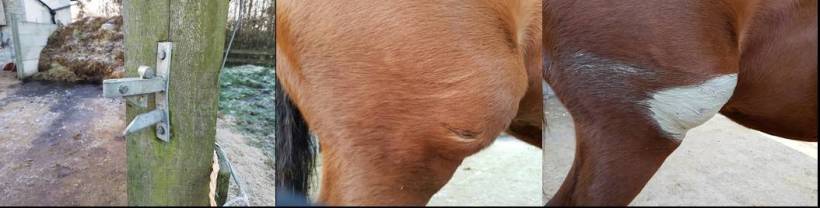 Essential Oils workshop Paintedhorse Somserset Juniper Natural Therapies Dorset