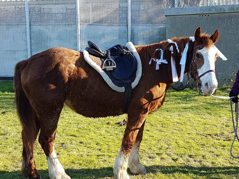 painted horse well being Key4ife Painted Horse Equine Therapy Portland Prison