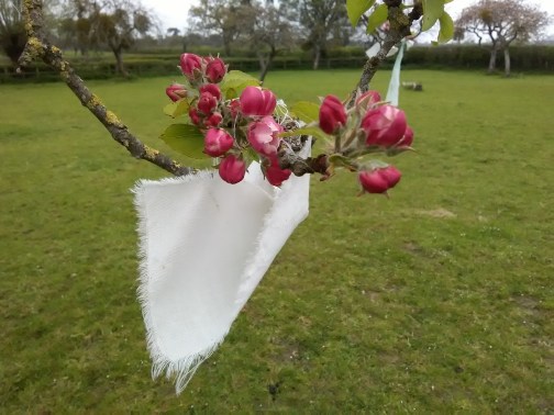 Equine Therapy Somerset EFL LEAP Paintedhorse Livvy Adams Juniper Natural Therapies George McBurney