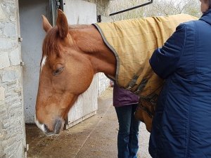 Equine Therapy FLute Music Paintedhorse Livvy Adams Capture the Moment, BE Potter