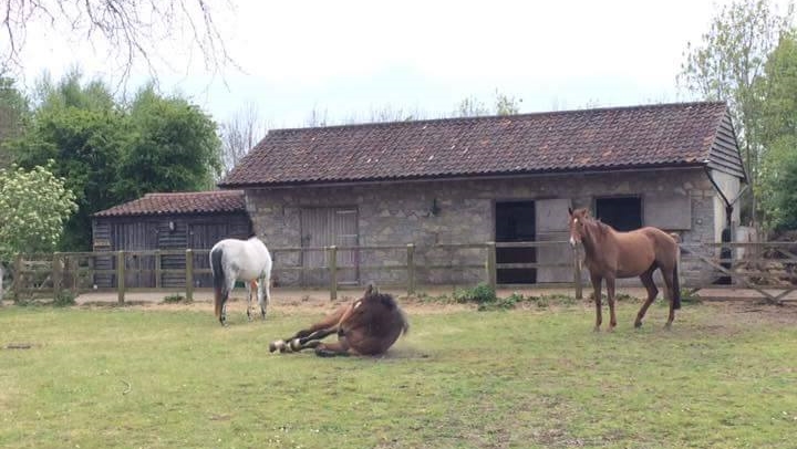 Beltane Paintedhorse Equine Therapy Priestess of Cerridwen