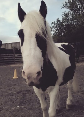 Equine ReWilding, Paintedhorse, EFL, EAL, EFP, Equine Therapy, Healing Herd