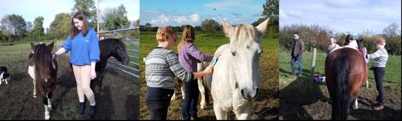 Meet the herd, Paintedhorse, Equine Therapy, counselling, Somerset