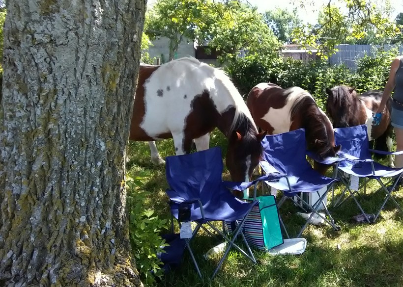 Jo Dutfield, Equine Therapy, Well being, Glastonbury, EFL, ReWilding, Animal Communication