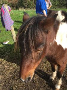 The Healing Herd, Paintedhorse, Meet the herd, Glastonbury, Equine Therapy