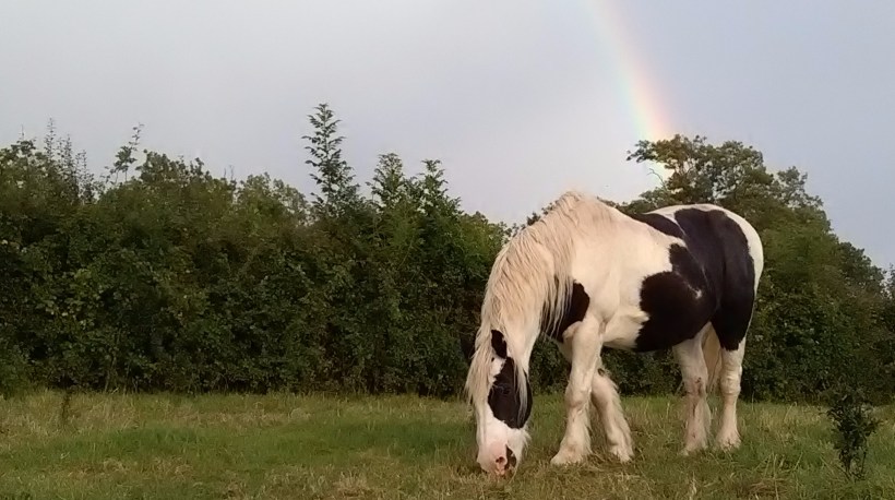 Equine ReWilding Paintedhorse Equine Assisted Therapy Learning Well being