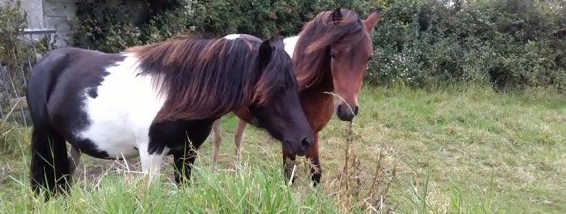 Equine ReWilding, Paintedhorse, EFL, EAL, EFP, Equine Therapy, Healing Herd