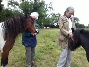 Equine ReWilding, Paintedhorse, EFL, EAL, EFP, Equine Therapy, Healing Herd