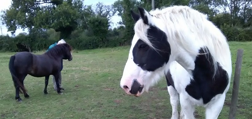 Equine Cushings, Paintedhorse, Equine Therapy. Crowdfundraising