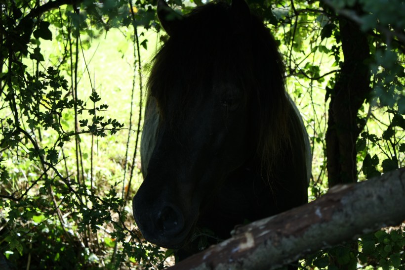 Glastonbury, Goddess, Dartmoor hillie, Equine ReWilding, Paintedhorse, EFL, EAL, EFP, Equine Therapy, Healing Herd