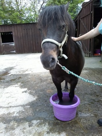 laminitis, Glastonbury, Goddess, Dartmoor hillie, Equine ReWilding, Paintedhorse, EFL, EAL, EFP, Equine Therapy, Healing Herd