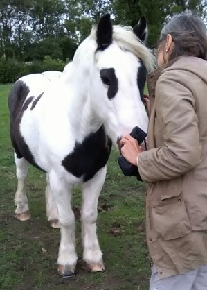 Equine ReWilding, Paintedhorse, EFL, EAL, EFP, Equine Therapy, Healing Herd