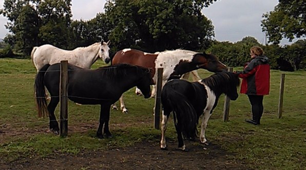 Animal Communication, Equine ReWilding, Paintedhorse, EFL, EAL, EFP, Equine Therapy, Healing Herd