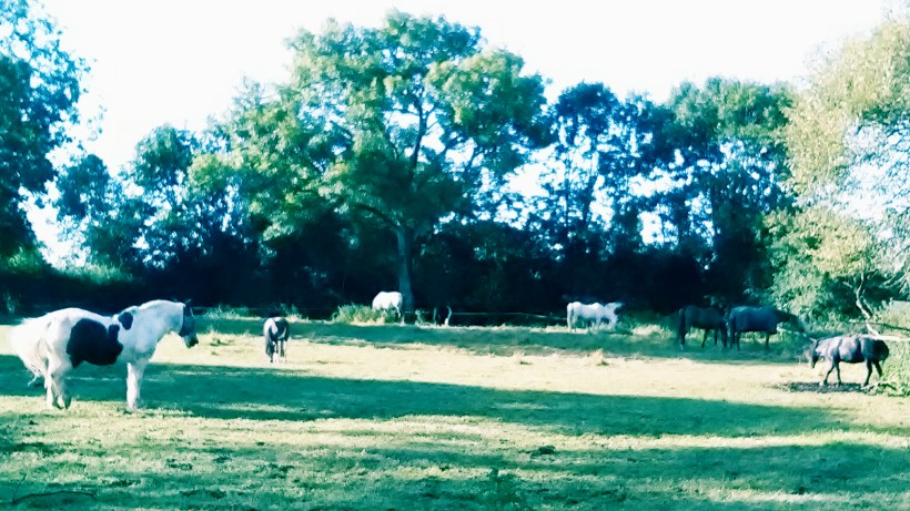 Equine ReWilding, Paintedhorse, EFL, EAL, EFP, Equine Therapy, Healing Herd