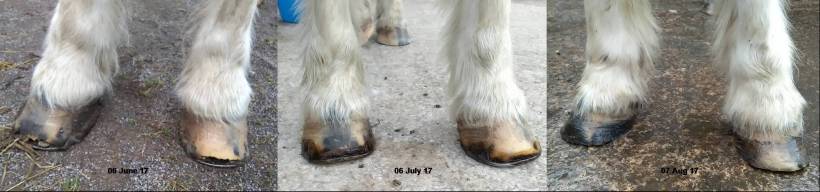 Equine ReWilding, Paintedhorse, EFL, EAL, EFP, Equine Therapy, Healing Herd