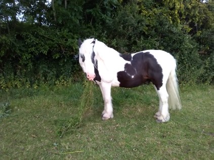 Equine Cushings, PPID, Paintedhorse