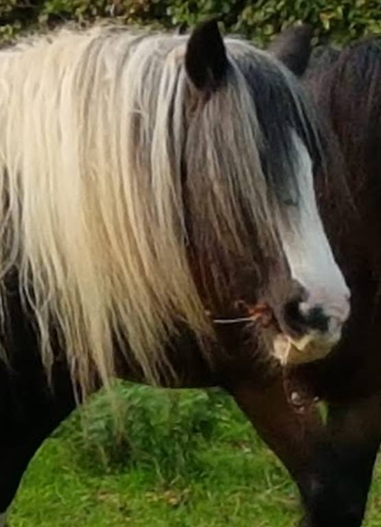 Equine Counselling, ReWilding, Paintedhorse, Somerset