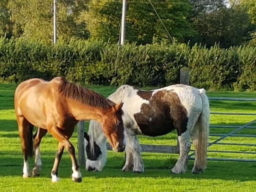 Equine Therapy, EFL, ReWilding, Counselling, Paintedhorse, Somerset