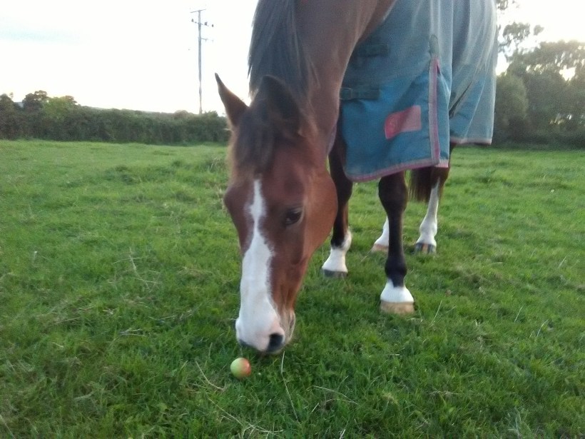 Equine Therapy, EFL, ReWilding, Counselling, Paintedhorse, Somerset