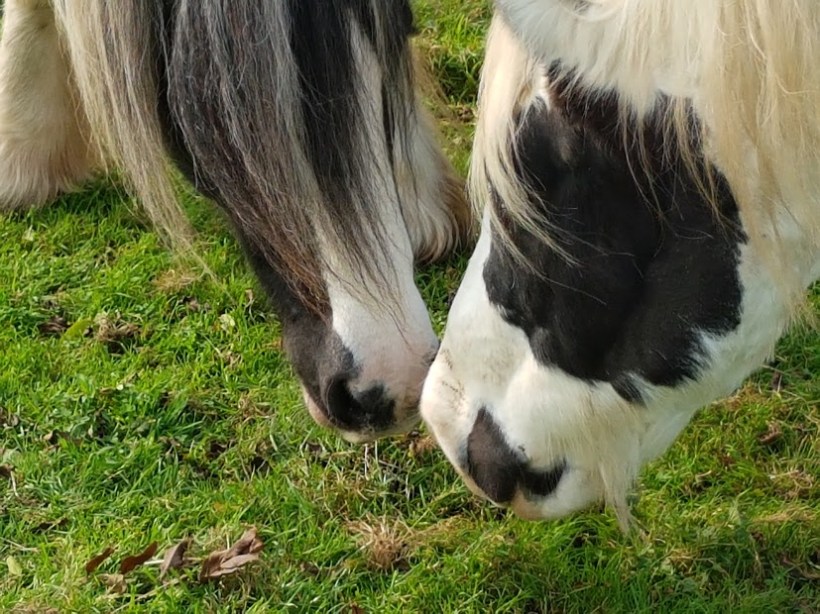 Equine Therapy, Healing, Glastonbury, Paintedhorse