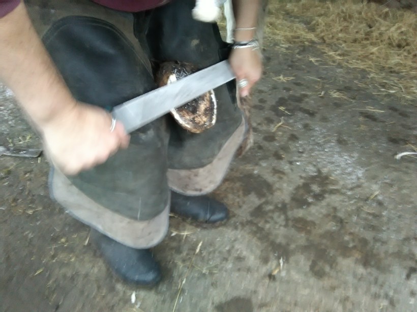 Paintedhorse, Equine Therapy, EFL, EFP, ReWilding, Somerset