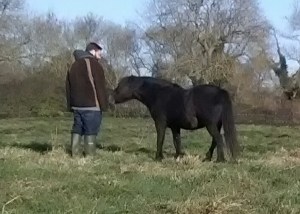 Equine ReWilding, Somerset, EFL, EFP, Counselling