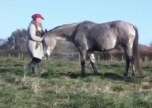 Equine ReWilding, Somerset, EFL, EFP, Counselling