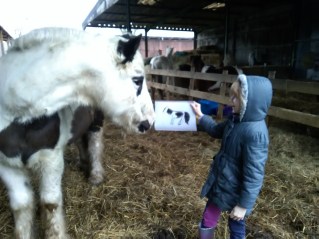 Equine Therapy, EFL, EFP, Counselling, ReWilding, LEAP, Glasto